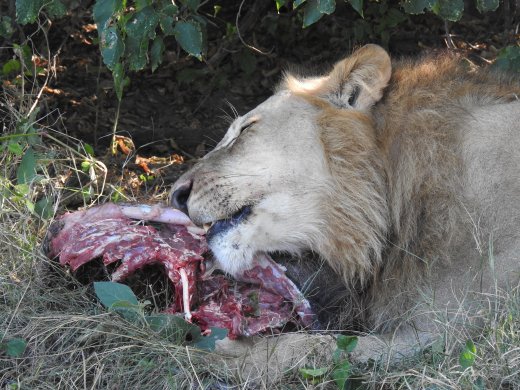 Male Lion with Warthog