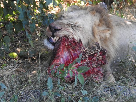 Male Lion with Warthog