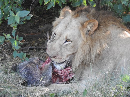 Male Lion with Warthog