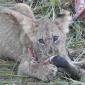 Cub with Warthog Leg