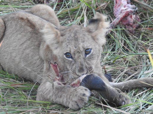 Cub with Warthog Leg