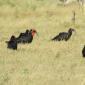 Ground Southern Hornbill