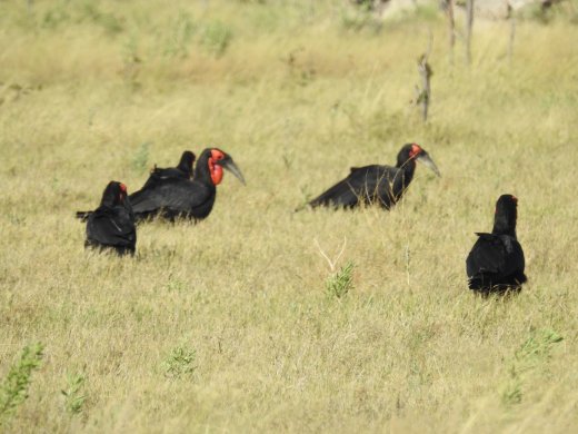 Ground Southern Hornbill