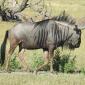 Wildebeest
