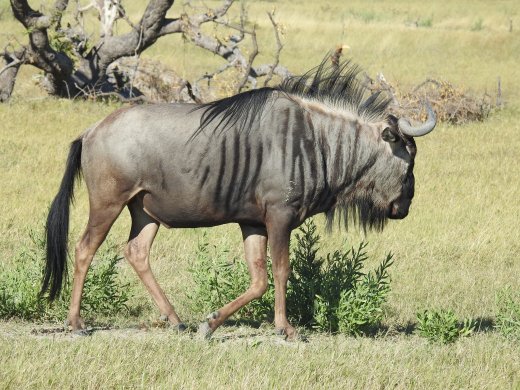 Wildebeest