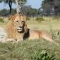 Male Lion