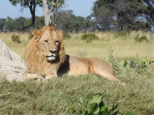 Male Lion