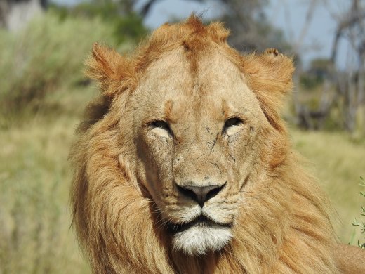 Male Lion
