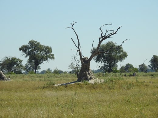 Tree+Termite Mound
