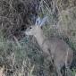 Steenbok