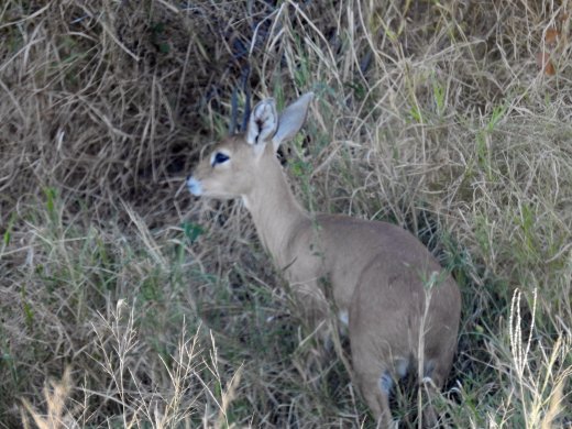Steenbok