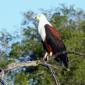 Fish Eagle