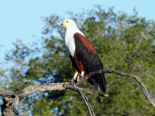 Fish Eagle