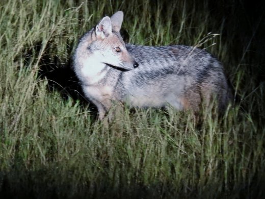 Side-Striped Jackal