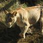 Female Lion Departing