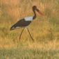 Saddle Bill Stork