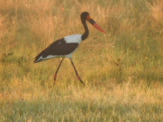 Saddle Bill Stork