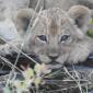 Lion Cubs