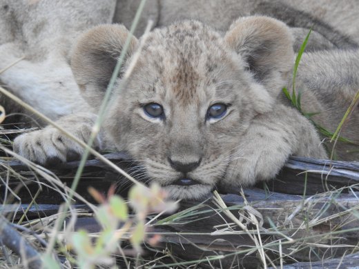 Lion Cubs