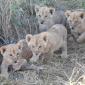 Lion Cubs