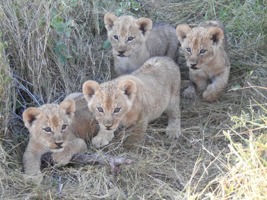 Lion Cubs