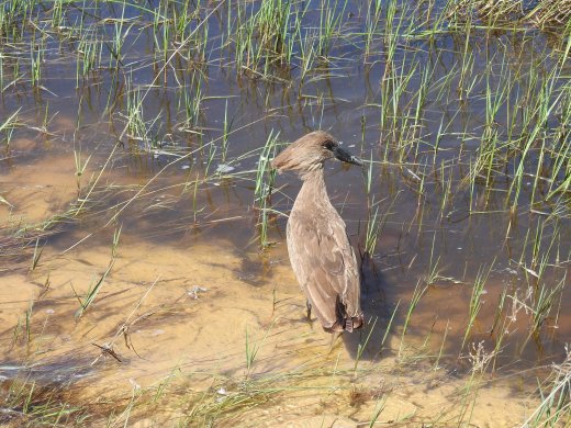 Hamerkop