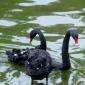 Black Swans