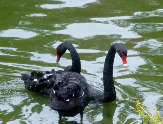 Black Swans