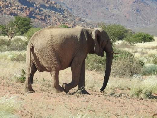Mother Elephant