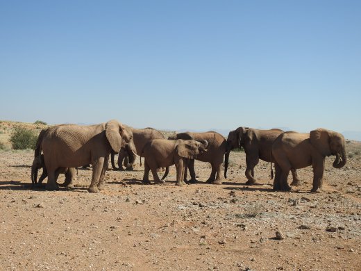 Group of 10 Elephants.Rosie's Group