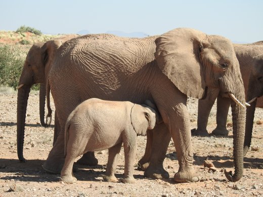Elephant & Calf