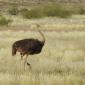 Ostrich