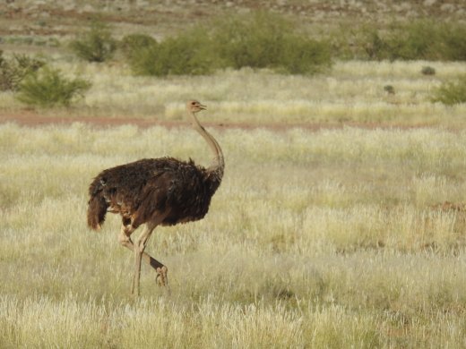 Ostrich