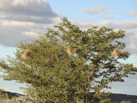 Weavers Nests