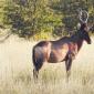 Red Hartebeest