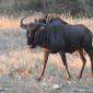 Wildebeest