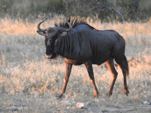 Wildebeest