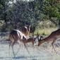 Black Faced Impala