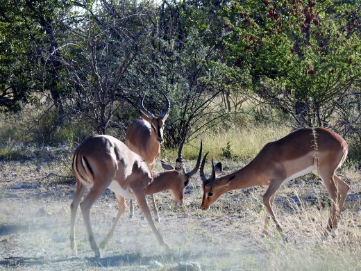 Black Faced Impala