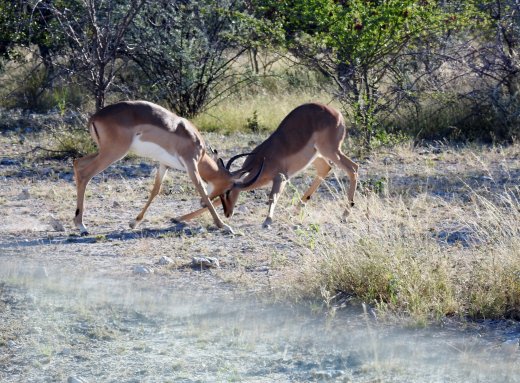 Black Faced Impala
