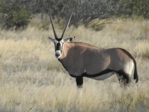 Oryx