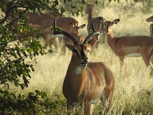 Black Faced Impala
