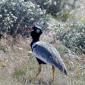 Northern Black Bustard