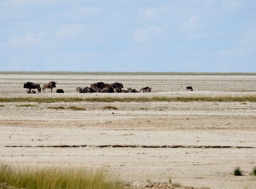 Wildebeest in Pan