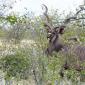Kudu