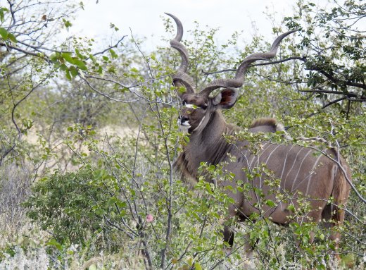 Kudu