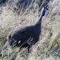 Guinea Fowl