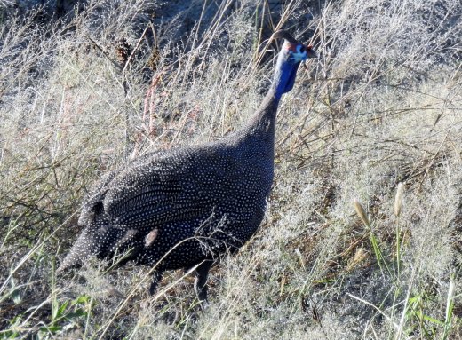 Guinea Fowl