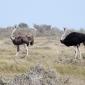 Ostrich Pair