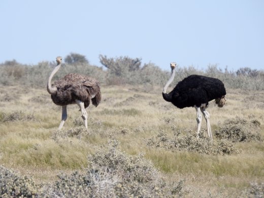Ostrich Pair